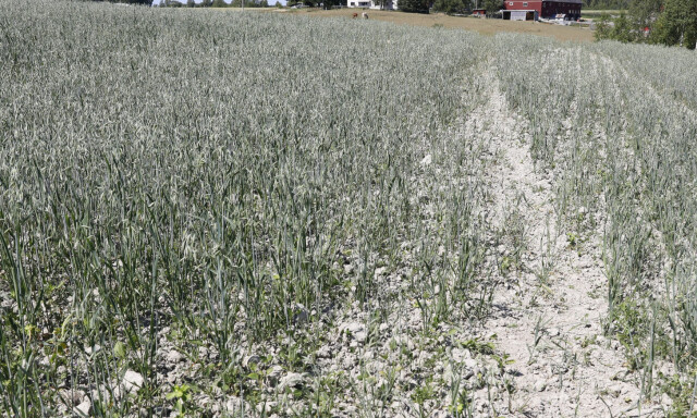Forsker: Ekstremtørken vil komme igjen – og oftere
